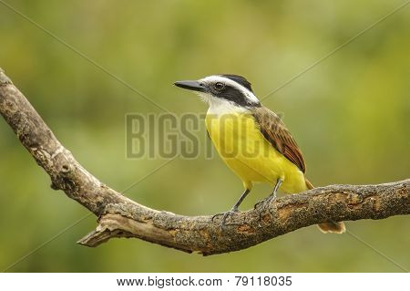 Great Kiskadee