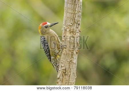 Hoffmanns Woodpecker.