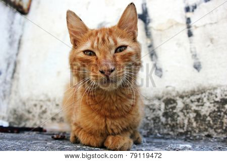 Rusty
