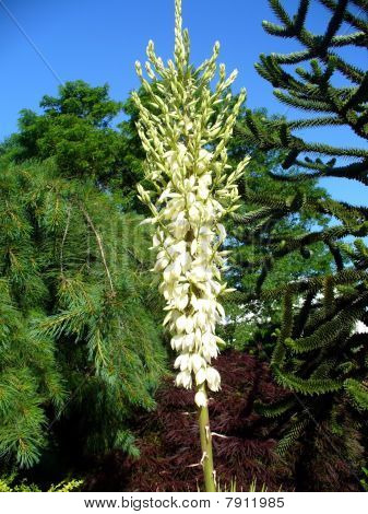 Virágzó Yucca