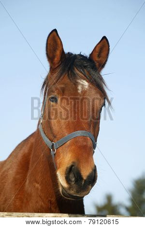 Portrait Of A Nice Purebred Horse Winter Corral Rural Scene