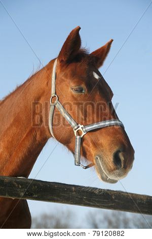 Portrait Of A Nice Purebred Horse Winter Corral Rural Scene