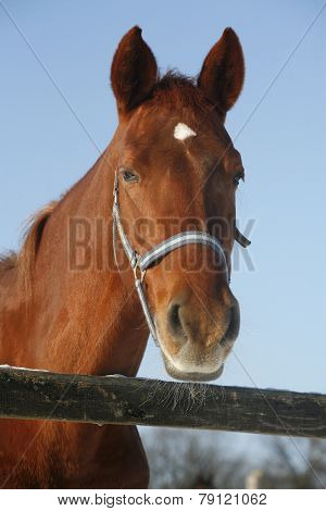 Portrait Of A Nice Purebred Horse Winter Corral