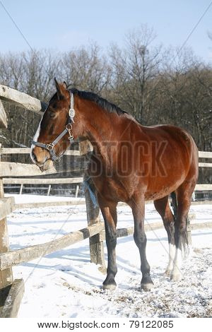 Warm Blood Bay Horse Standing In Winter Corral Rural Scene