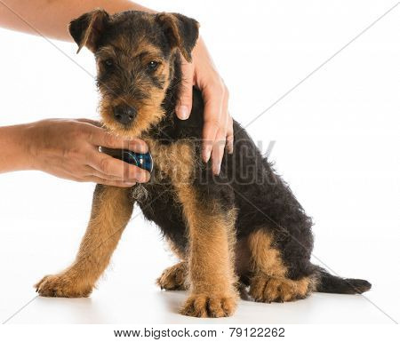 veterinary care - stethoscope on the heart of a airedale terrier puppy