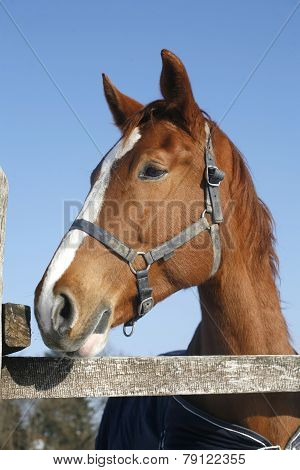 Portrait Of A Nice Purebred Horse Winter Corral Rural Scene