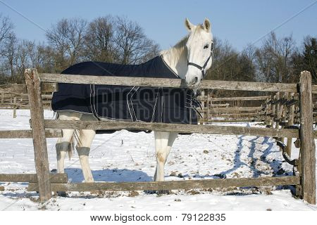 Warm Blood Purebred Horse Standing In Winter Corral Rural Scene