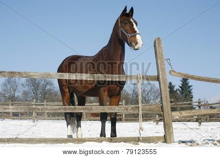 Warm Blood Bay Horse Standing In Winter Corral Rural Scene