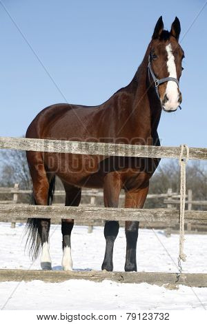 Warm Blood Bay Horse Standing In Winter Corral Rural Scene