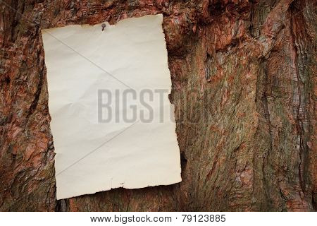 Antique Paper Nailed To A Tree