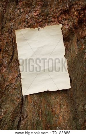 Blank Antique Paper Nailed To A Tree