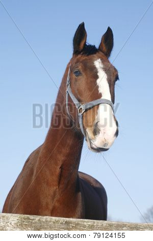 Headshot Of A Beautiful Thoroughbred Horse In Winter Pinfold