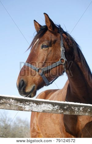 Portrait Of Nice Purebred Horse Winter Corral Rural Scene