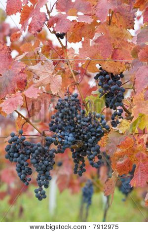 vigneti