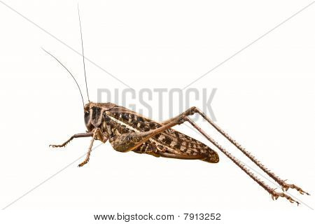 Locust