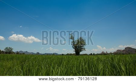 Field And Tree