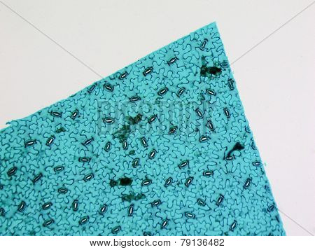 Stoma Micrograph