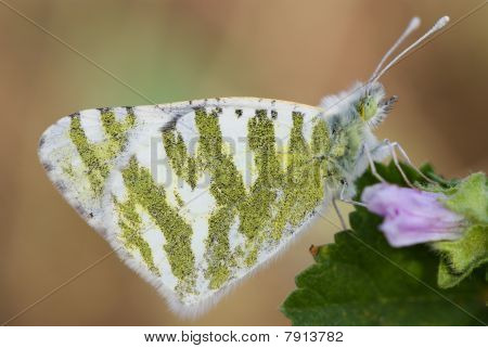 hvide grøn butterfly - høj quility