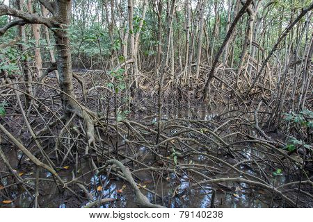 The Fruits Forest Mangrove