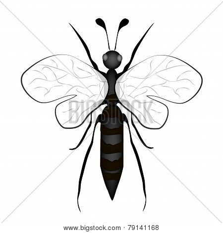 Black And White Bee Insect On White