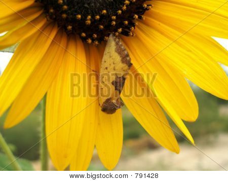 Sonnenblume mit ungewöhnlichen Schild bug