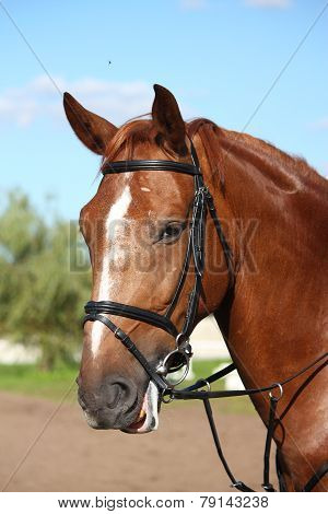 Chestnut Sport Horse Portrait In Summer