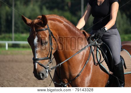 Chestnut Sport Horse Portrait In Summer
