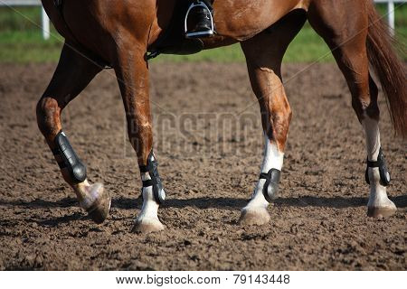 Close Up Of Horse Legs With Protection Boots