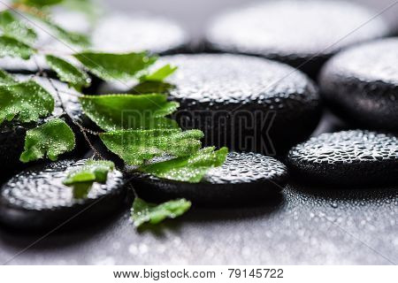 Beautiful Spa Still Life Of Green Twig Adiantum Fern On Zen Basalt Stones With Drops, Closeup