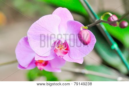Orchid
