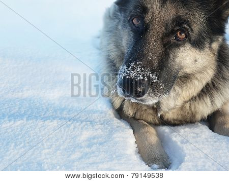 Nose In Snow