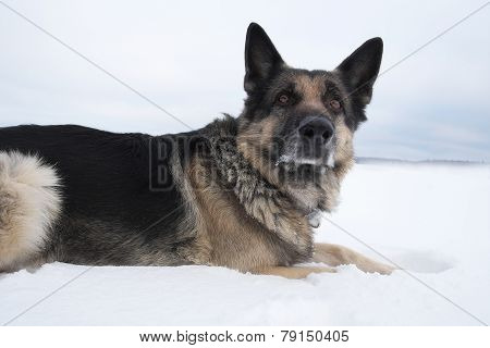 Dog On The Snow
