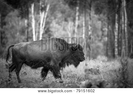 Animals In The Reserve, Russia