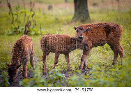 Animals In The Reserve, Russia