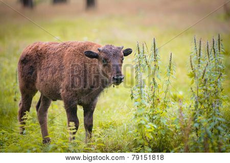 Animals In The Reserve, Russia