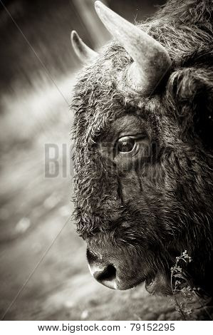 Animals In The Reserve, Russia