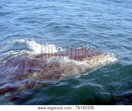 Humback Whale With Barnacles