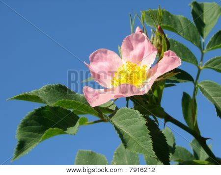 Rose Rose sauvage