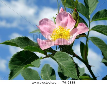 Rose Églantine (rosa Canina)