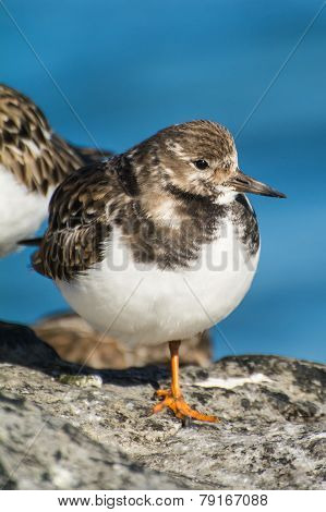 Ruddy Turnstone