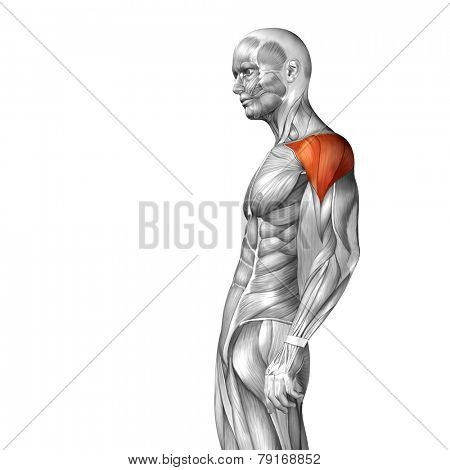 Concept or conceptual 3D deltoid or chest human anatomy or anatomical and muscle isolated on white background