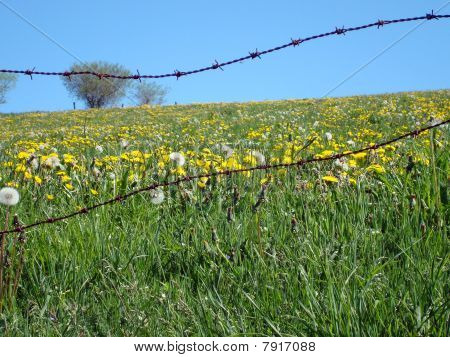 Camino De Santiago, Santiago De Compostela Prov. Spanien...