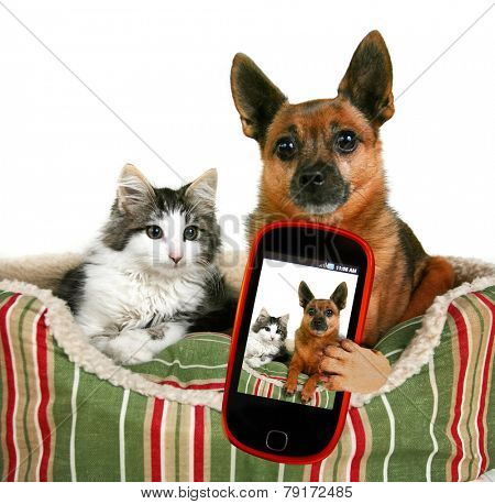 a dog and a kitten in a pet bed taking a selfie together