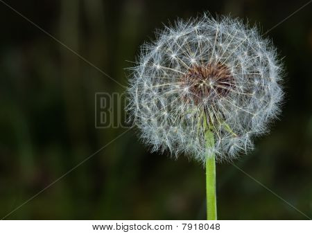Mature Dandilion With Seeds, Selective Focus