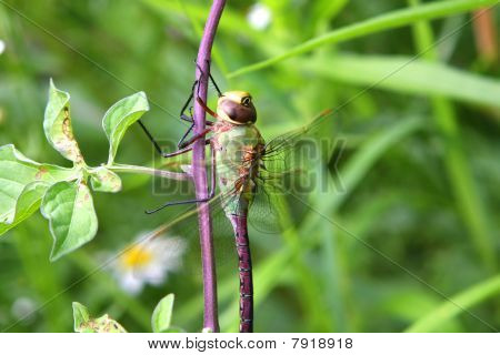 녹색 Darner 잠자리