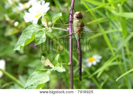 녹색 Darner 잠자리