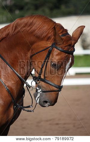 Chestnut Sport Horse Portrait In Summer