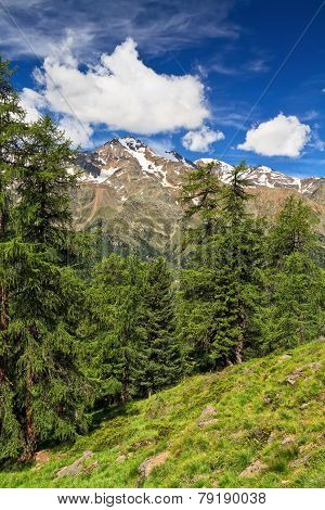 Trentino - Pejo Valley On Summer