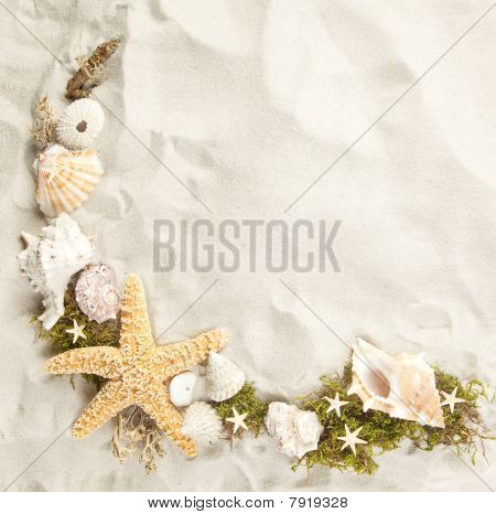 Seashells kenarlığını