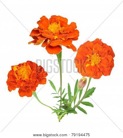 Dark Orange African Marigold